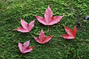 Feuilles d'érable rouge sur mousse de pierre photo