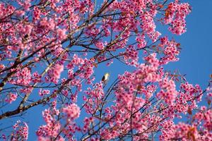 gros plan oiseau aux yeux blancs sur fleur de cerisier et sakura photo