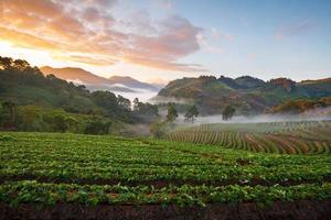 Lever du soleil du matin brumeux dans le jardin de fraises à la montagne doi angkhang, chiangmai thaïlande photo