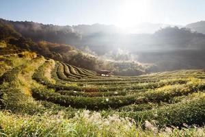 Plantation de thé du matin brumeux dans le doi ang khang, chiang mai, thaïlande photo