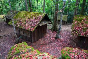 feuille d'érable rouge avec école politique et militaire au parc national de phu hin rong kla, thaïlande photo