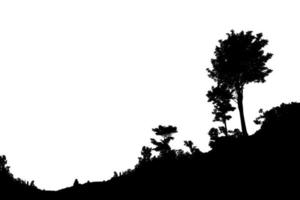 silhouette d'arbre photo