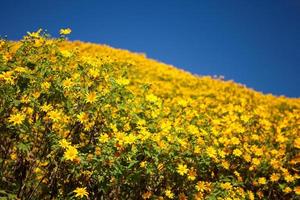 Mauvaises herbes de tournesol mexicain sur la montagne, province de mae hong son, thaïlande. photo