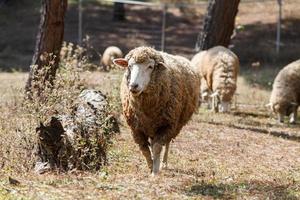 moutons dans la nature sur le pré. l'agriculture en plein air. photo