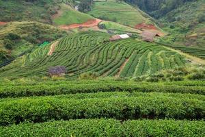 Plantation de thé dans le doi ang khang, chiang mai, thaïlande photo