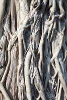 fond de texture de racines d'arbres photo