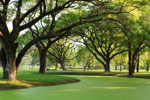 samanea saman, grand arbre de pluie photo