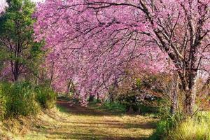 fleurs de sakura rose sur un chemin de terre en thaïlande photo