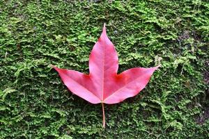 Feuilles d'érable rouge sur mousse de pierre photo