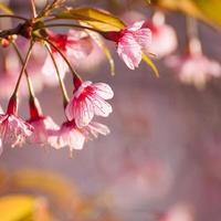 branche en gros plan avec des fleurs de sakura roses le matin photo