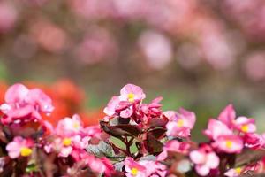 kalanchoe blossfeldiana rose est fond de fleurs bokeh photo