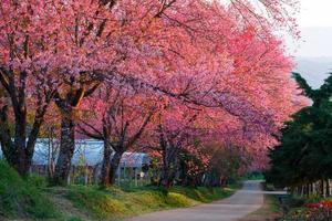 sentier des fleurs de cerisier à khun wang chiangmai, thaïlande. photo