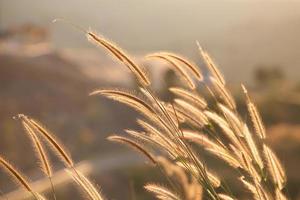 champs d'herbe au coucher du soleil photo