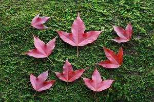 Feuilles d'érable rouge sur mousse de pierre photo