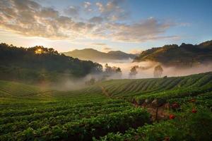 lever du soleil du matin brumeux dans le jardin de fraises à la montagne doi angk-hang, chiangmai thaïlande photo