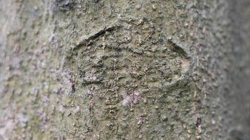 l'écorce des arbres se dessèche pendant la saison sèche semble unique et belle photo