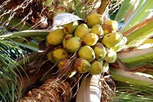 les noix de coco sont accrochées à un arbre. photo