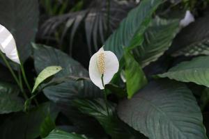 spathiphyllum kochii ou plante de lys de paix avec arrière-plan flou. beau fond naturel photo