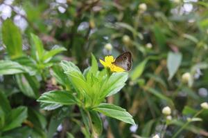 pollinisation naturelle par les papillons sur les fleurs de wedelia chinensis photo