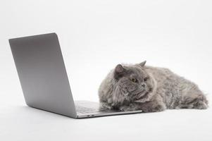 Un adorable chat écossais à l'aide d'un ordinateur portable en studio photo