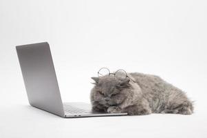 Un adorable chat écossais à l'aide d'un ordinateur portable en studio photo