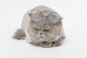 portrait d'un scottish fold jolis chats sur fond de studio blanc photo