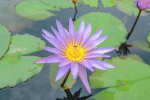 gros plan de fleurs de lotus violettes dans l'étang d'eau avec l'abeille sur les fleurs photo