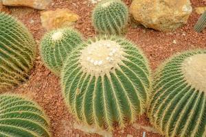 gros plan de cactus en serre au jardin botanique de la reine sirikit.ville de chiangmai en thaïlande. photo