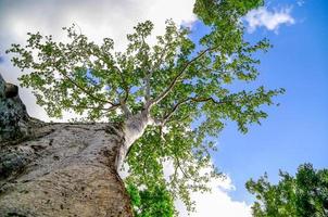 vue à vol d'oiseau du grand arbre. photo