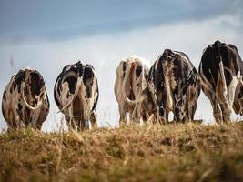 des vaches noires et blanches paissent sur la colline. soleil brillant. photo