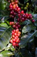 Grains de café mûrissant sur un arbre dans le nord de la Thaïlande photo