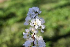 gros plan fleur de prunier blanc photo