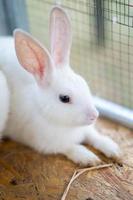 le lapin blanc est assis dans la cage sur le terrain extérieur. photo