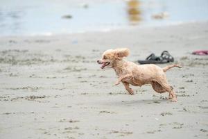 le joyeux chien de flaque actif court et saute sur la plage de bangsean dans la province de chonburi en thaïlande. photo