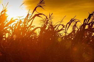 champ de maïs au coucher du soleil jaune
