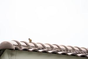 moineau eurasien derrière et s'accrocher au toit seul. photo