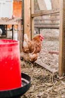 poules aux œufs de basse-cour photo