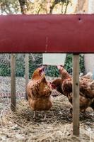 poules aux œufs de basse-cour photo