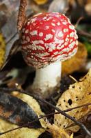 petit champignon amanita dans la forêt.