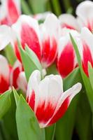fleurs de tulipe blanc rouge photo