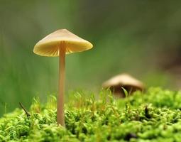 champignon sur mousse macro photo