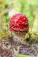champignons rouges formant des champignons photo