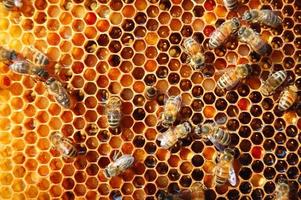 abeilles travailleuses sur nid d'abeilles dans le rucher photo