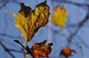 feuilles d'érable dorées et ciel bleu en automne photo