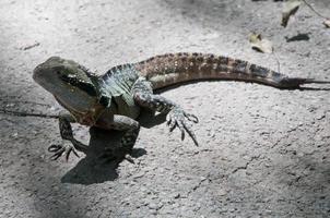 lézard vert cornu sur le sol photo