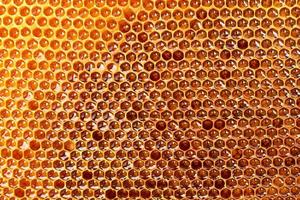 beau nid d'abeille jaune avec du miel, fond photo