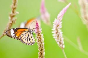 papillon orange sur fleur photo