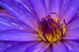 lotus violet photo