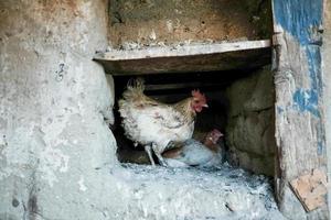 deux poulets dans la maison locale. photo