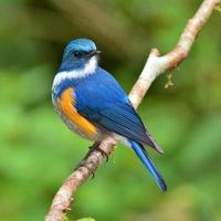 Oiseau bleu de l'Himalaya photo